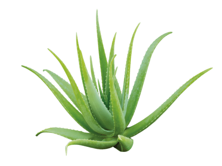 Aloe Vera dushigeel - Nahrin Aloe Vera dushigeel