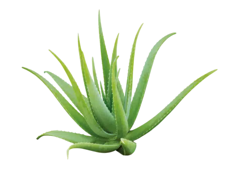 Aloe Vera dushigeel