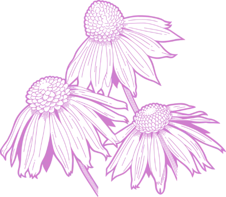 Punane päevakübar - Nahrin Jeżówka purpurowa