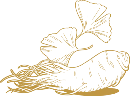 gingko ženžen - Nahrin gingko ženžen