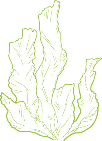 meresalat magneesium