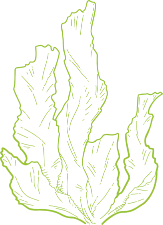 meresalat magneesium - Nahrin meresalat magneesium