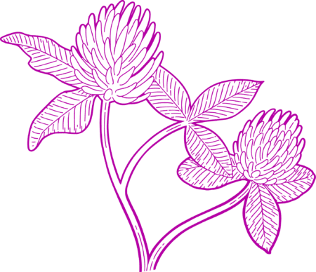 Punase ristiku kapslid menopaus sümptomid