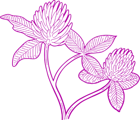 Punase ristiku kapslid menopaus sümptomid - Nahrin Punase ristiku kapslid menopaus sümptomid