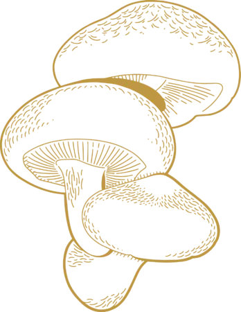 Shiitake - Nahrin Shiitake