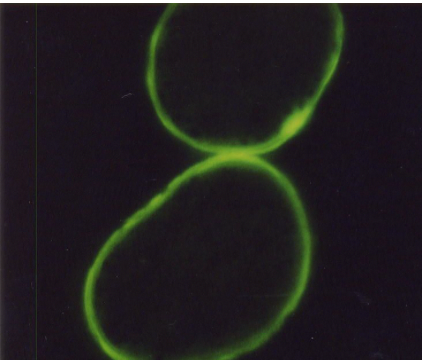 juuksehooldus ilma nisupeptiidideta - Nahrin juuksehooldus ilma nisupeptiidideta