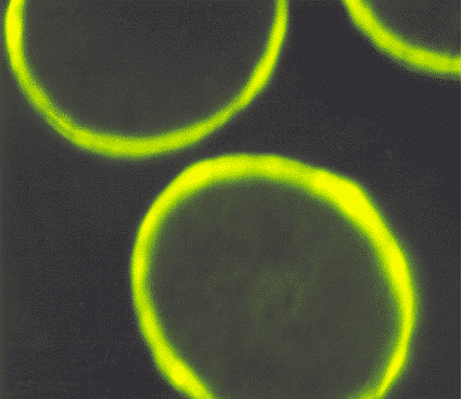 juuksehooldus nisupeptiididega - Nahrin juuksehooldus nisupeptiididega