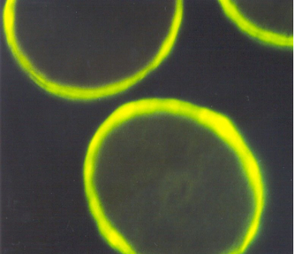 juuksehooldus nisupeptiididega - Nahrin juuksehooldus nisupeptiididega