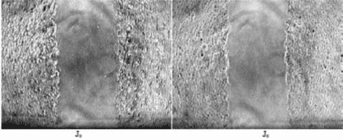 nahakahjustuse paranemine masterwort taimega päev 0