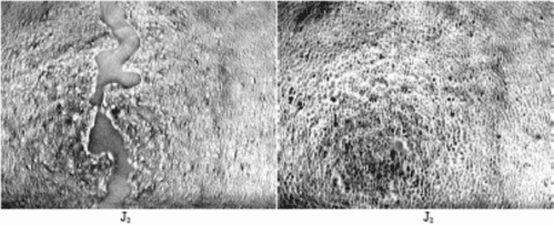 nahakahjustuse paranemine masterwort taimega päev 2