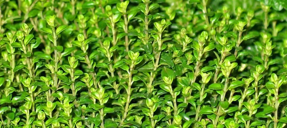 Köha_looduslik_ravi_tüümianikreem - Nahrin Köha_looduslik_ravi_tüümianikreem