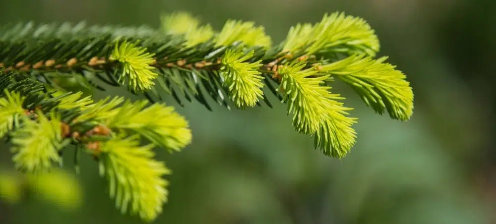 Köhasiirupid_kuusevõrsesiirup_meega - Nahrin Köhasiirupid_kuusevõrsesiirup_meega