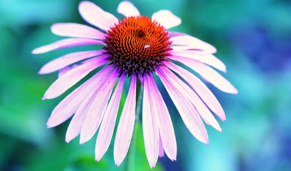 Poskkoopapoletiku_looduslik_ravi_ilma_antibiootikumideta - Nahrin