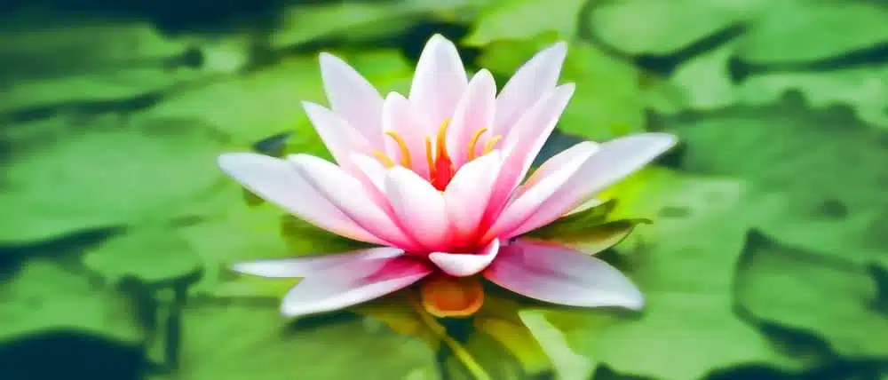 Kodused_nipid_lihasvalu_ja_lihaspingete_leevendamiseks - Nahrin