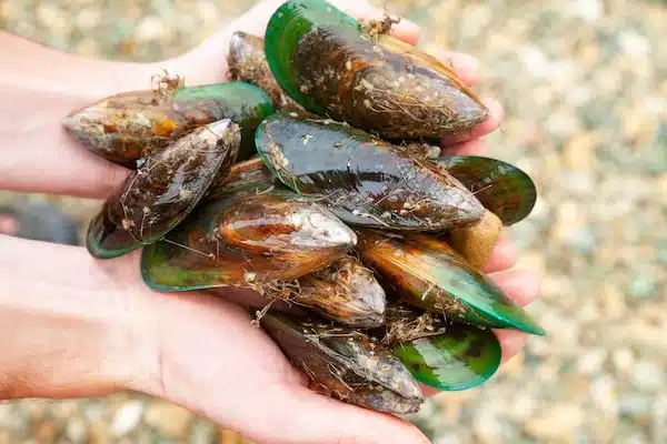 Handful of New Zealand green-lipped mussels - Nahrin