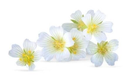 krem do rąk naturalny